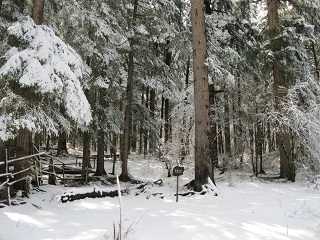 雪